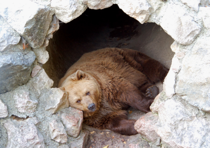 bears-hibernation.jpg